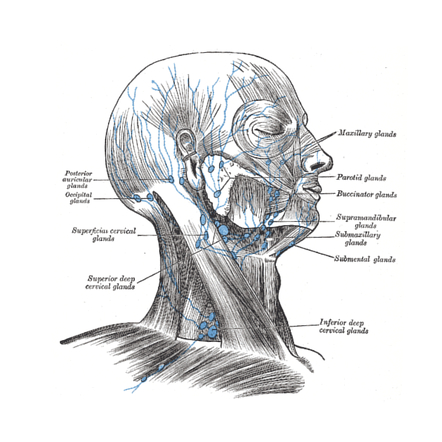 Radiopaedia - Drawing Middle ear ossicles: malleus, incus and