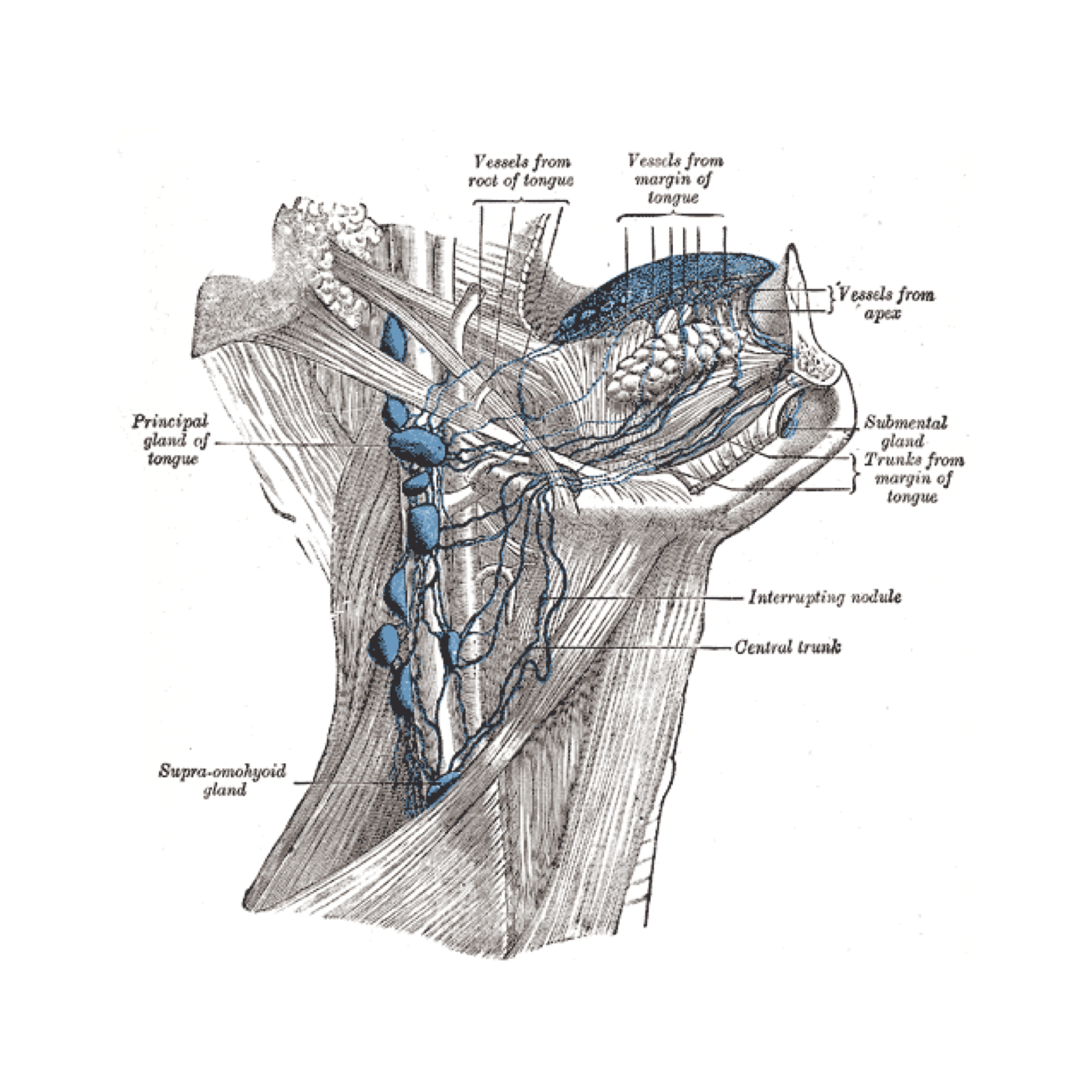 Image | Radiopaedia.org