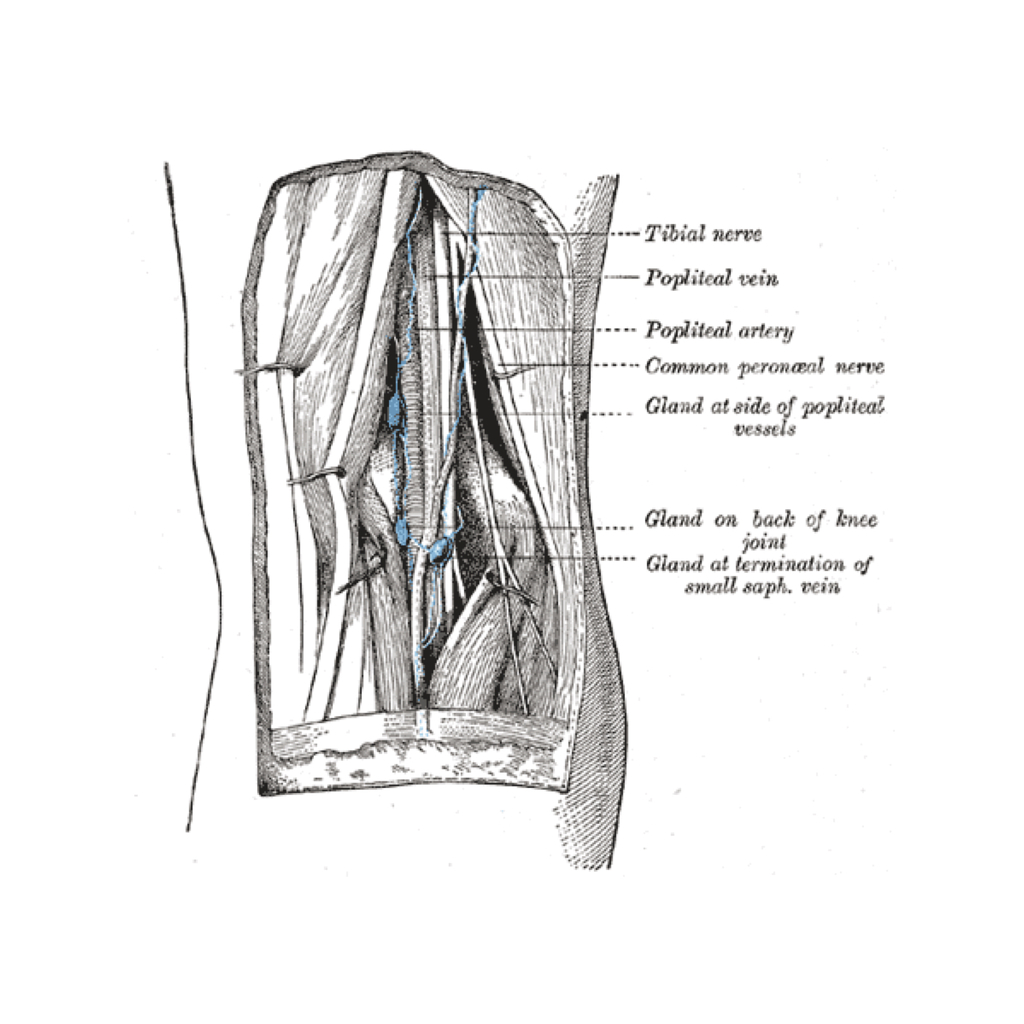 Lymphatics Of The Popliteal Fossa Gray S Illustration Radiology Case Radiopaedia Org