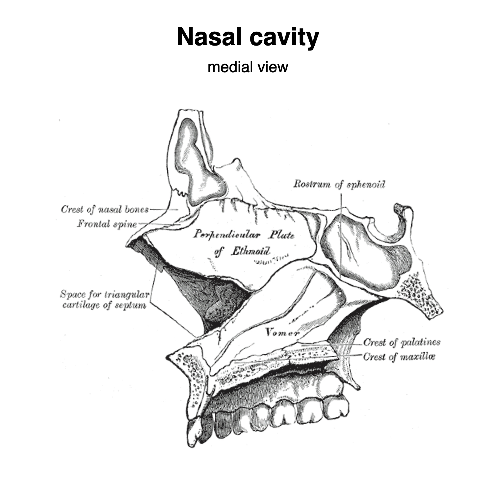 Image | Radiopaedia.org