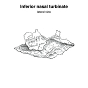 Inferior nasal concha | Radiology Reference Article | Radiopaedia.org