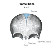 Frontal Bone Anatomy