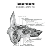 Radiopaedia - Drawing Middle ear ossicles: malleus, incus and