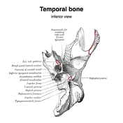 temporal bone petrous