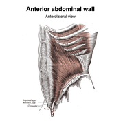 Oblique abdominal online muscles