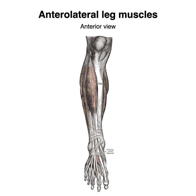 Lower limb nerves (Gray's illustrations), Radiology Case