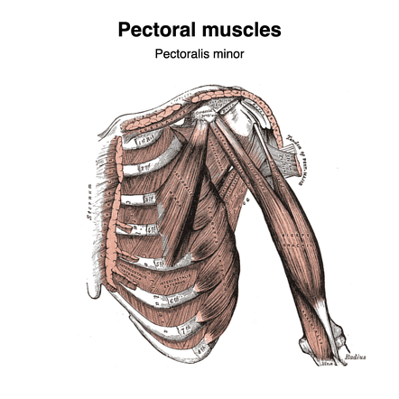 pectoralis major muscle diagram