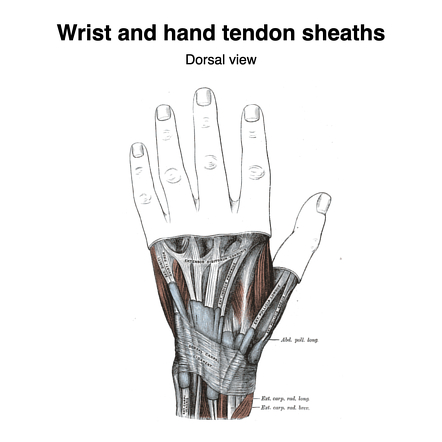 Tendon sheaths of the wrist and hand (Gray's illustrations) | Radiology ...