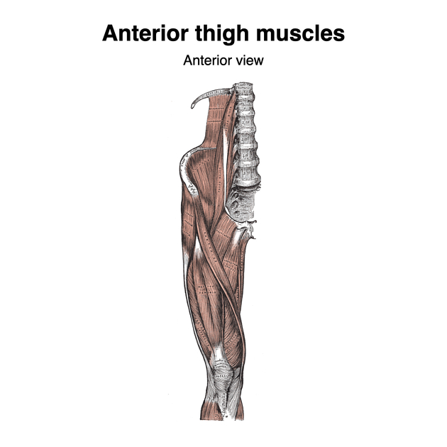 Anterior compartment of the thigh