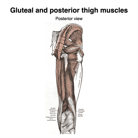 gluteus muscles diagram