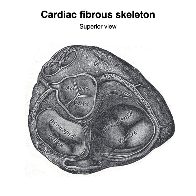 Transcatheter Treatment of Tricuspid and Mitral Regurgitation: Similar  Path, Different Stages - ScienceDirect