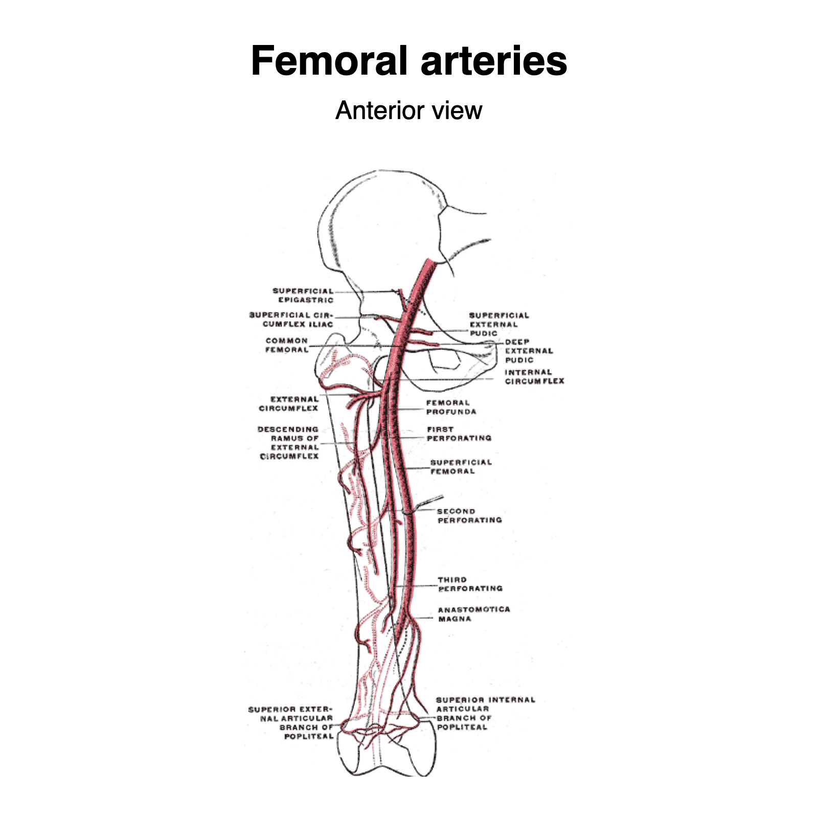 image-radiopaedia