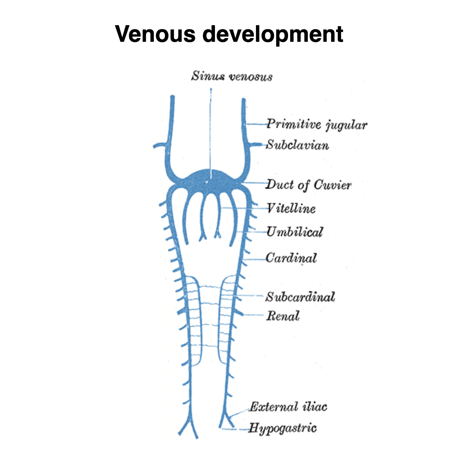 Truncal venous development (Gray's illustrations) | Image | Radiopaedia.org