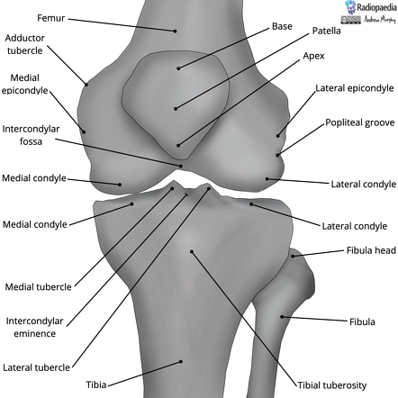 Images | Radiopaedia.org