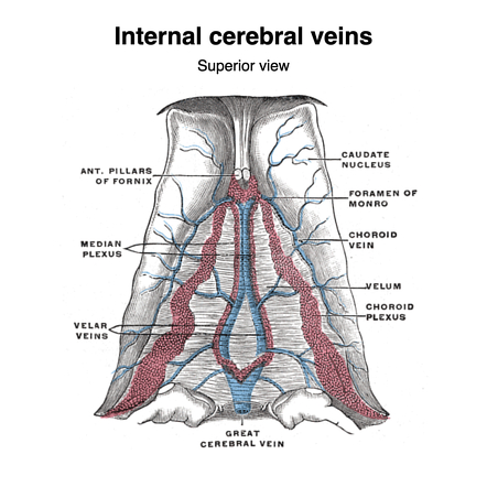 Venous Drainage of the Central Lobe, Neuroanatomy