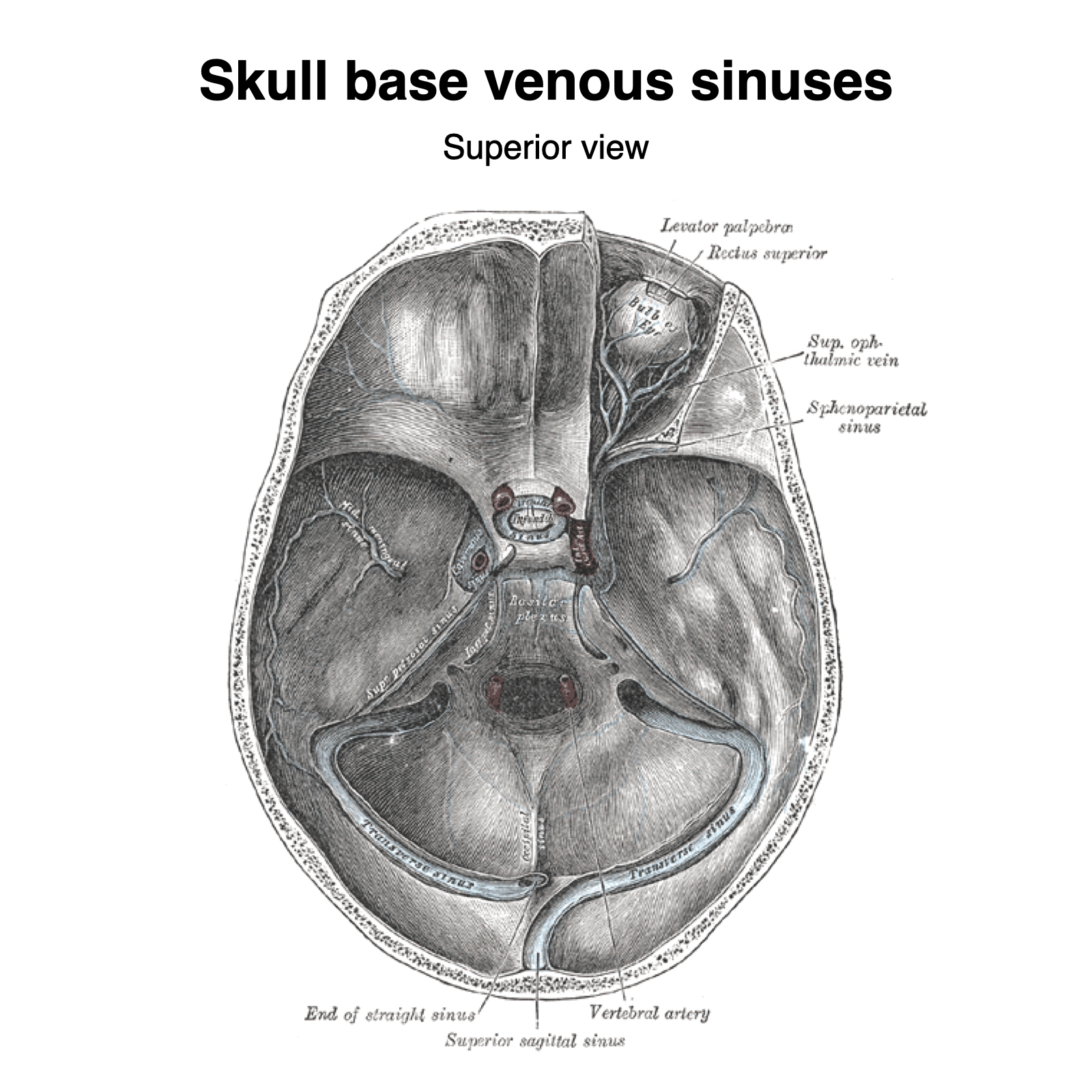 Dural venous sinuses (Gray's illustrations) | Image | Radiopaedia.org