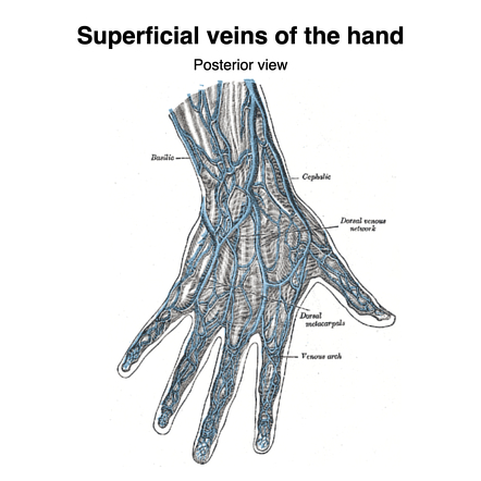 Superficial veins of the hand (Gray's illustration) | Radiology Case ...