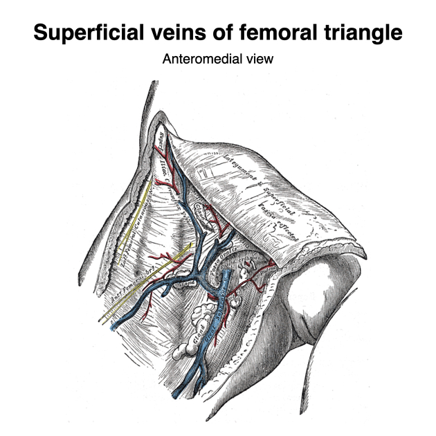 Anatomy - MCQ 50 - Boundaries of femoral ring « PG Blazer