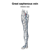 Lower limb nerves (Gray's illustrations), Radiology Case