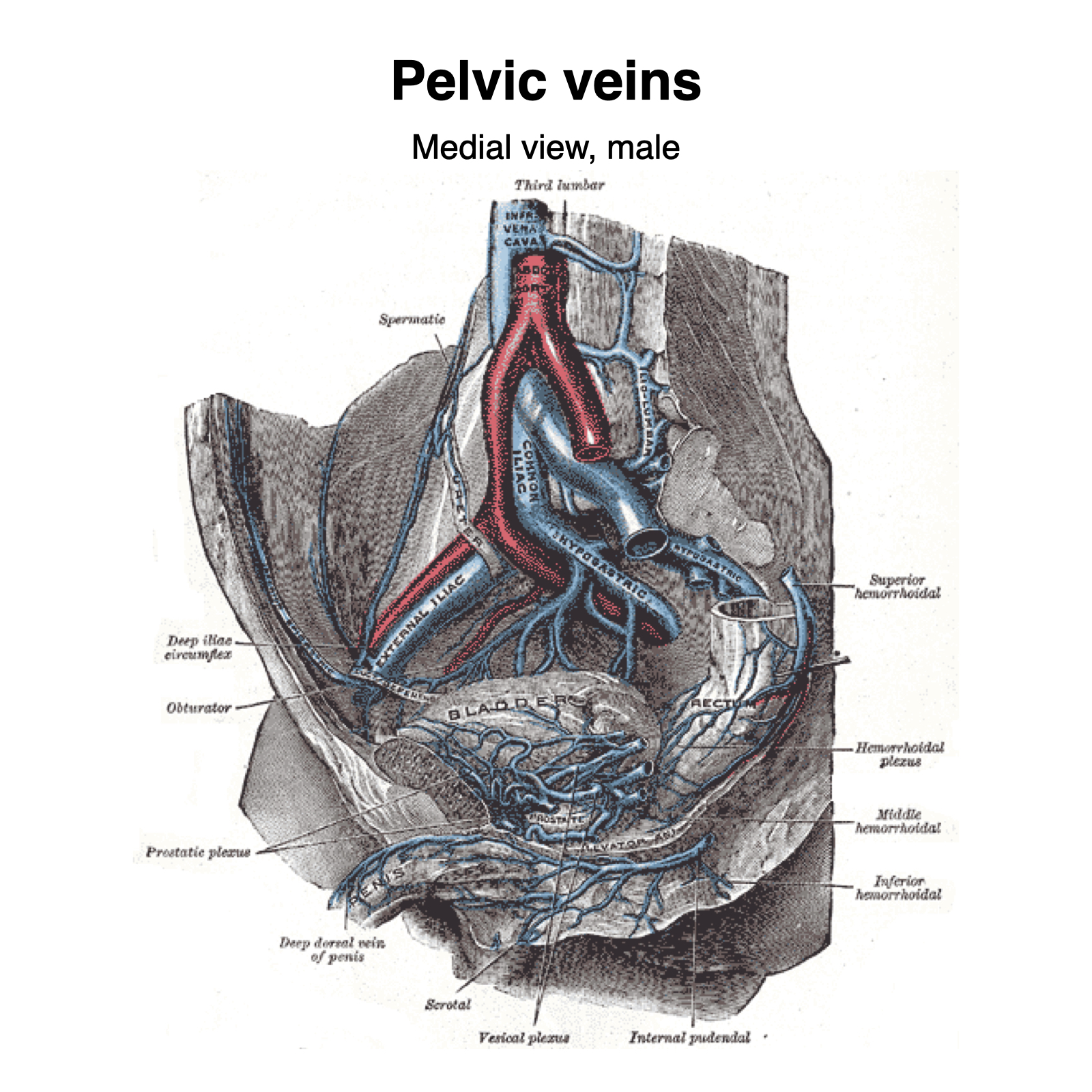 Pelvic Veins Grays Illustration Image