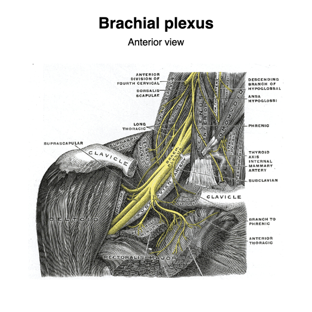 nervio supraclavicular