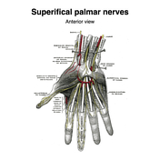 Radiopaedia - Drawing Main branches of the mandibular nerve - English  labels