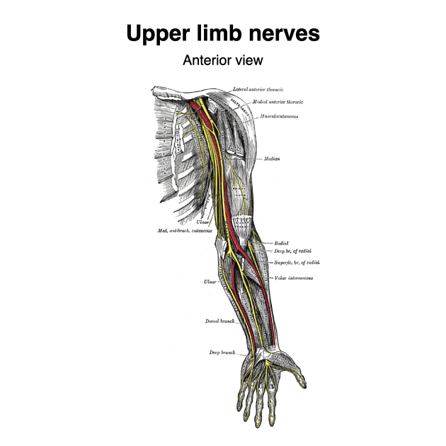 Upper limb nerves (Gray's illustrations), Radiology Case