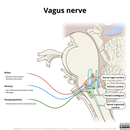 Anatomy of the trigeminal nerve (CN V): Video