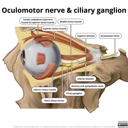 Oculomotor nerve and ciliary ganglion (illustration) | Image ...