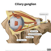 Ciliary Ganglion: Anatomy, Function, And Treatment, 59% Off