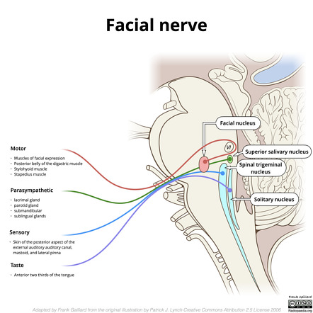 V3 – Mandibular Nerve, Head and Neck Anatomy: Part III – Cranial Nerves