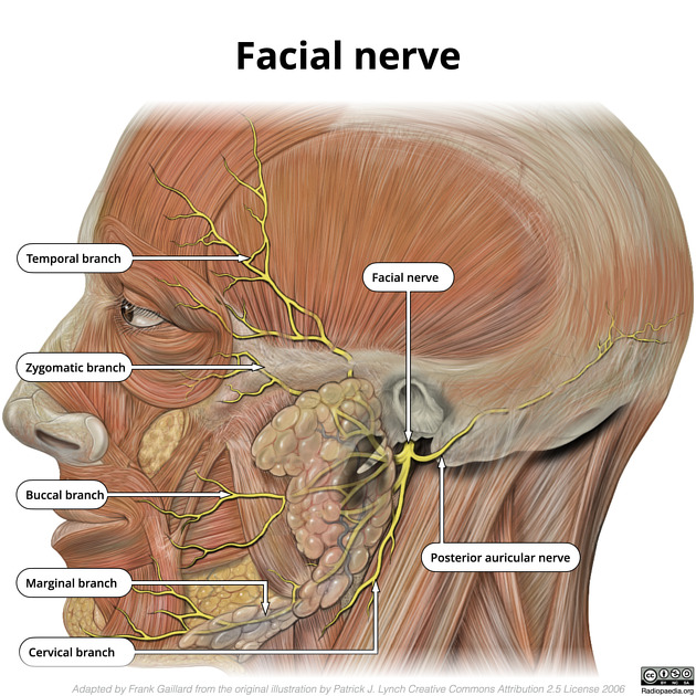 facial nerve anatomy