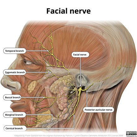 Mandibular Nerve Diagram