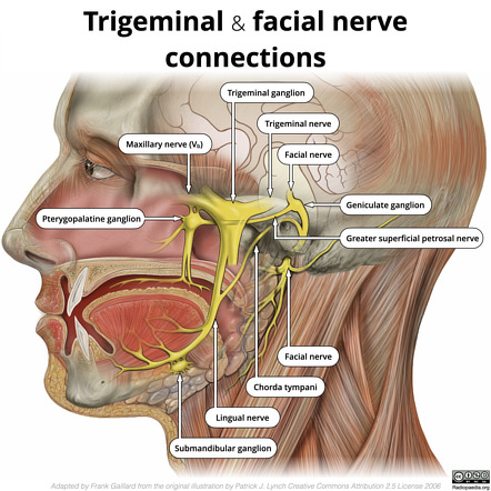 auriculotemporal nerve and middle meningeal artery