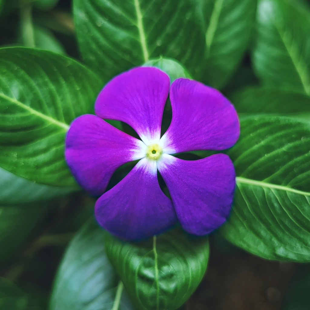 Periwinkle Flowers