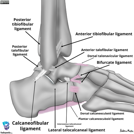 Chopart and Lisfranc joints (illustrations) | Image | Radiopaedia.org