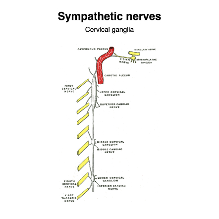 ganglio cervical medio