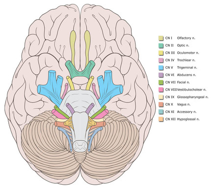 cranial nerves list