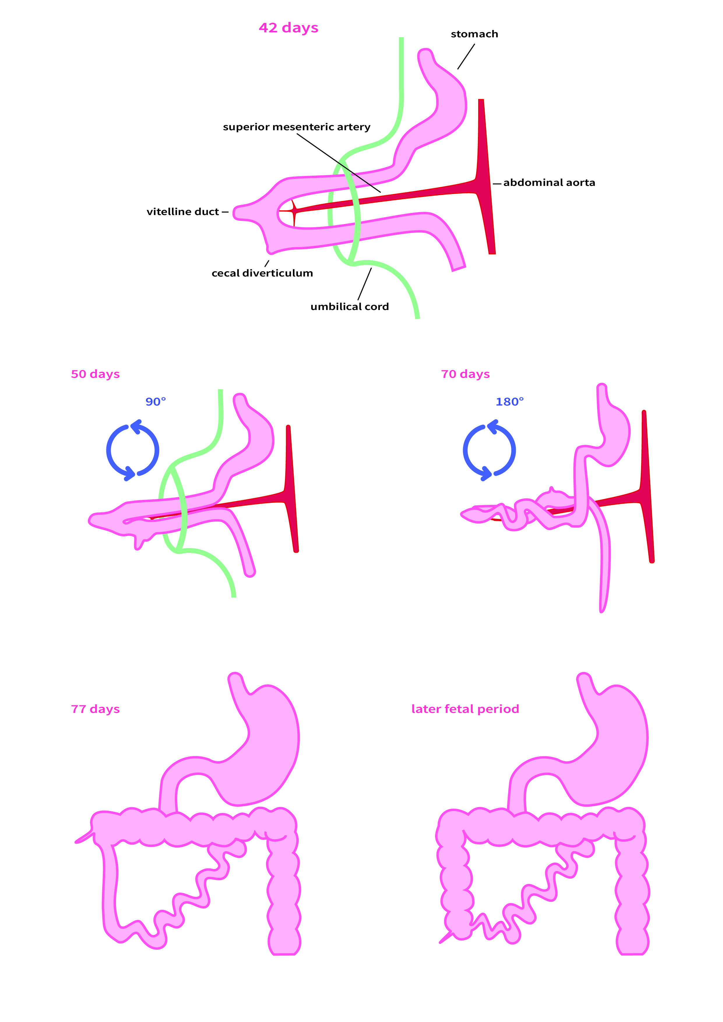 Stages Of Embryonic Rotation Of The Gut Image