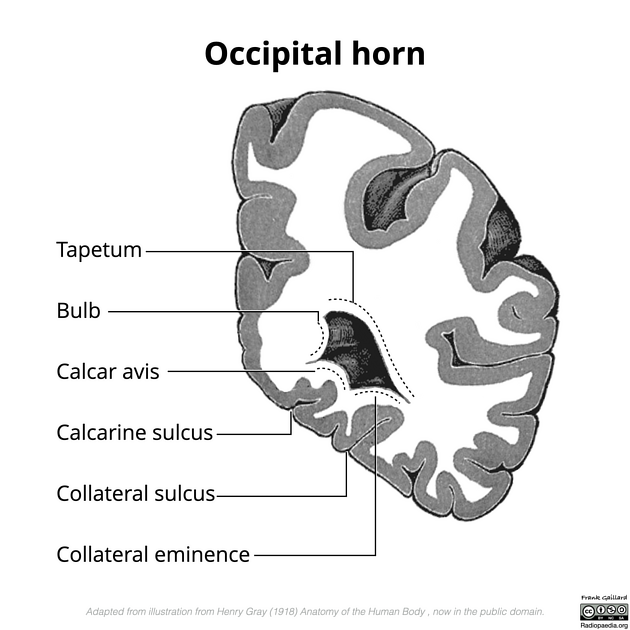 Sulcus Collateralis