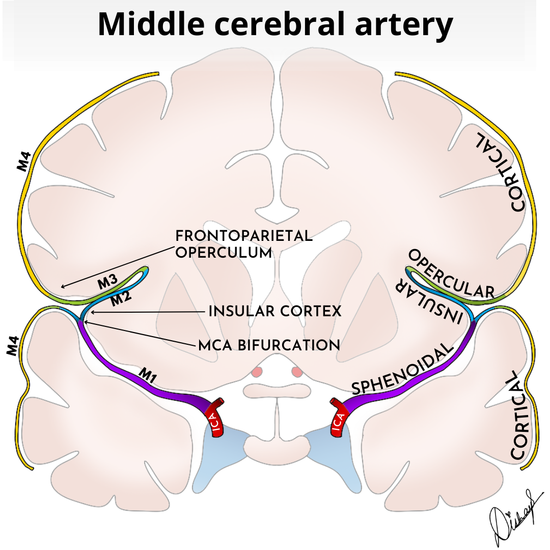 image-radiopaedia