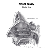 Nasal Conchae: Anatomy, Structure And Function Kenhub, 56% OFF