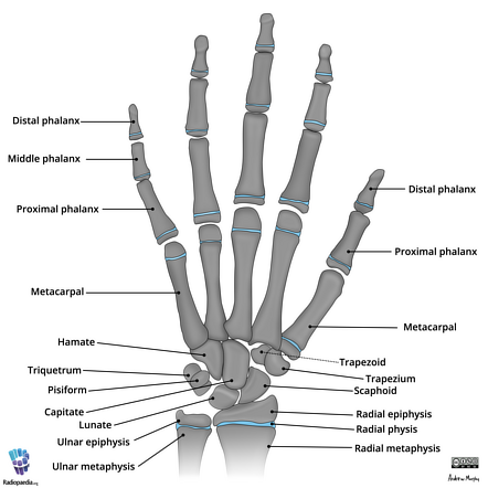 Pediatric hand anatomy (illustration) | Radiology Case | Radiopaedia.org