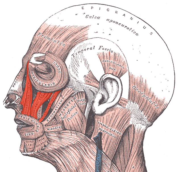 Levator labii superioris muscle Radiology Reference Article