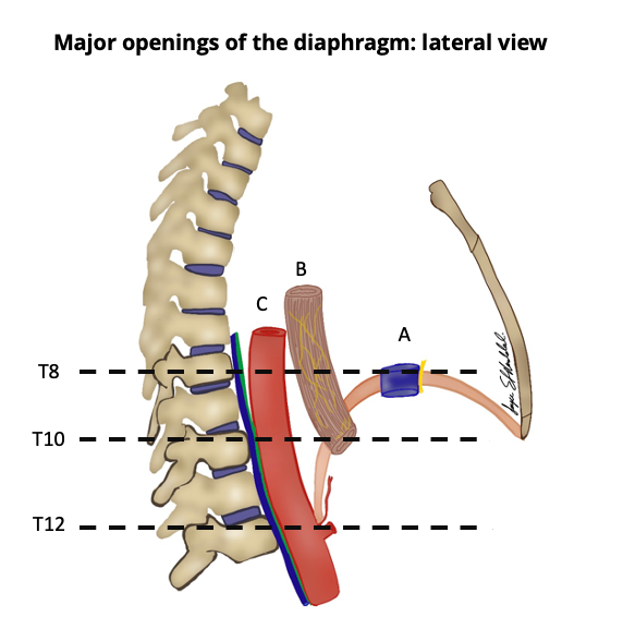 Image | Radiopaedia.org