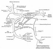 Radiopaedia - Drawing Main branches of the mandibular nerve - English  labels