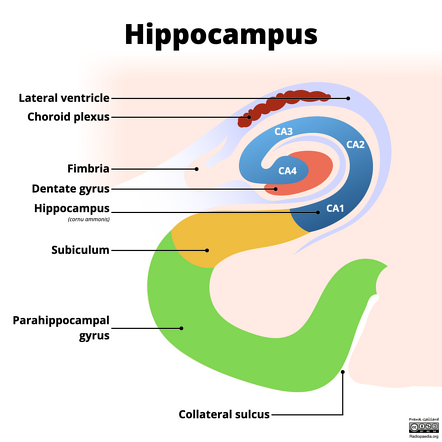 parts of the brain hippocampus