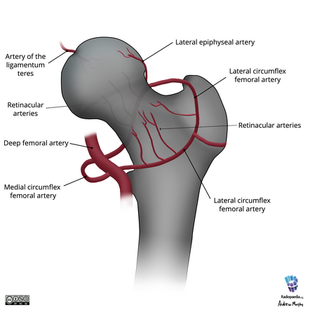 Image | Radiopaedia.org