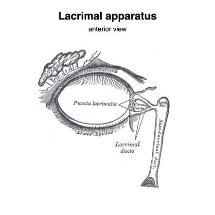 Lacrimal apparatus (Gray's illustration) | Radiology Case | Radiopaedia.org