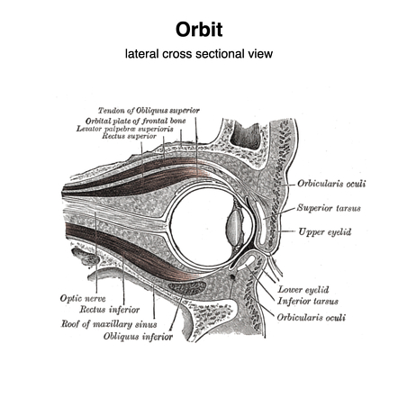 Supporting structures of the eye (Gray's illustrations) | Radiology ...